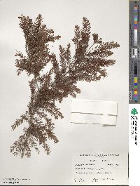 Taxodium distichum image