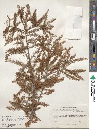 Taxodium distichum image