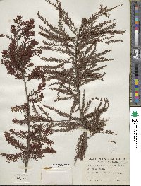 Taxodium distichum image