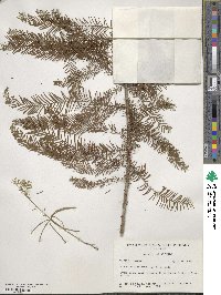 Taxodium distichum image