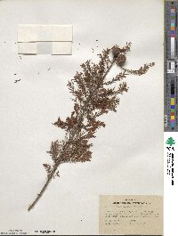 Taxodium distichum image