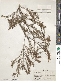 Taxodium distichum image