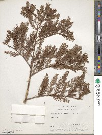 Taxodium distichum image