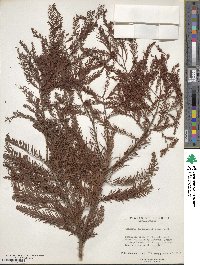 Taxodium distichum image