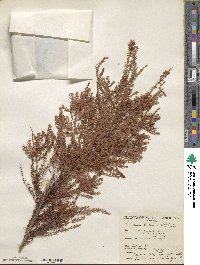 Taxodium distichum image