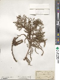 Taxodium distichum image