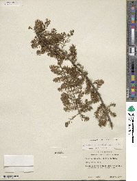 Taxodium distichum image