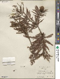 Taxodium distichum image