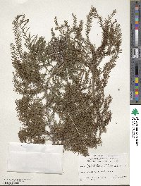 Taxodium distichum image