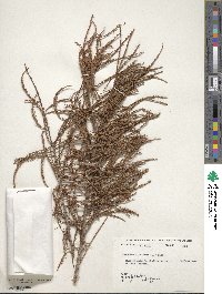 Taxodium distichum var. imbricarium image