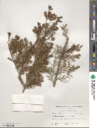 Taxodium distichum var. imbricarium image