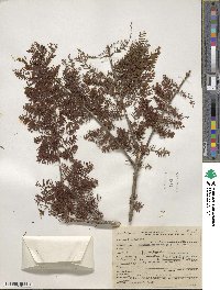 Taxodium distichum var. imbricarium image