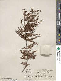 Taxodium distichum var. imbricarium image