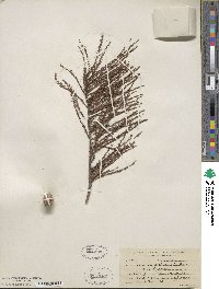 Taxodium distichum var. imbricarium image