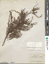 Taxodium distichum var. imbricarium image