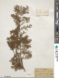 Taxodium distichum var. imbricarium image