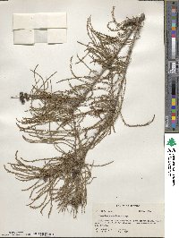 Taxodium distichum var. imbricarium image