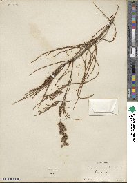 Taxodium distichum image