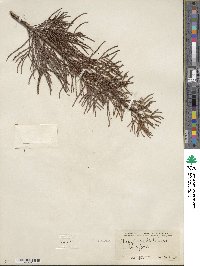 Taxodium distichum image