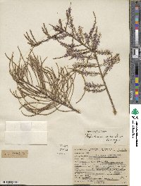 Taxodium distichum var. imbricarium image