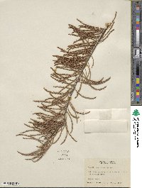 Taxodium distichum var. imbricarium image