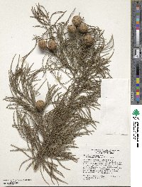 Taxodium distichum image