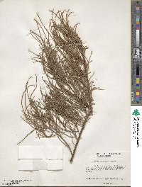 Taxodium distichum var. imbricarium image