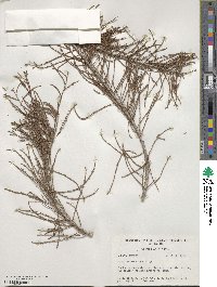 Taxodium distichum image