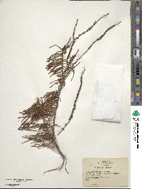 Taxodium distichum image