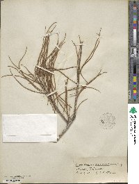 Taxodium distichum image