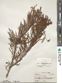 Taxodium distichum var. imbricarium image