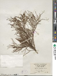 Taxodium distichum var. imbricarium image