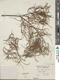 Taxodium distichum var. imbricarium image