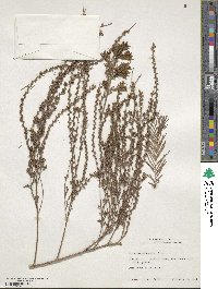 Taxodium mucronatum image