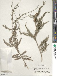 Taxodium distichum image