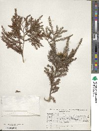 Taxodium distichum image