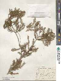 Taxodium mucronatum image