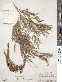 Taxodium mucronatum image