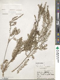 Taxodium mucronatum image