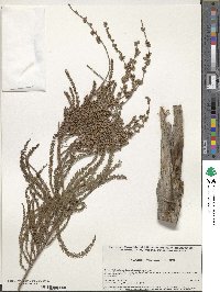 Taxodium mucronatum image