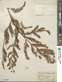 Taxodium mucronatum image