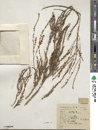 Taxodium mucronatum image