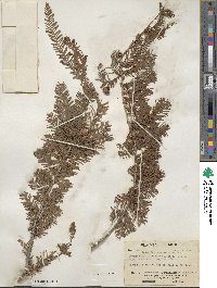 Taxodium mucronatum image