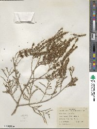 Taxodium mucronatum image