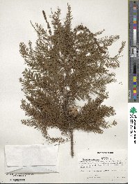 Taxodium distichum image