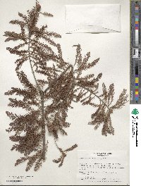 Taxodium distichum image