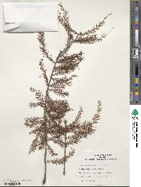 Taxodium distichum image