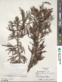 Taxodium distichum image