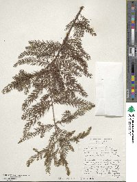 Taxodium distichum image