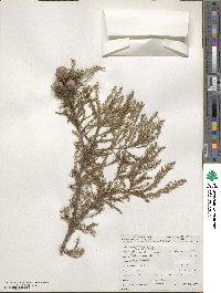 Taxodium distichum image